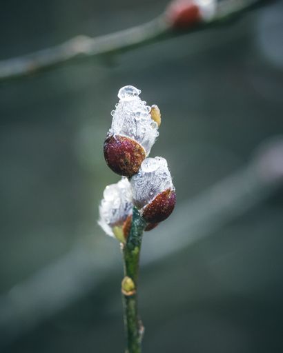 A vertical shot of a beautiful plant covered with frost