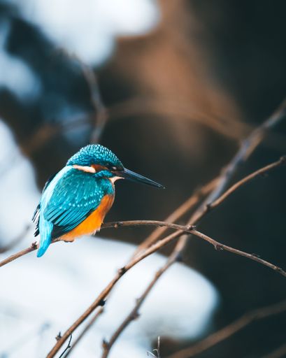 A vertical shot of a beautiful kingfisher with vibrant blue and yellow plumage on a thin branch in a snowy forest