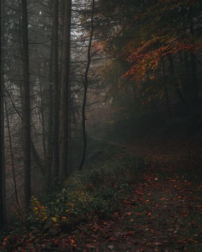 A vertical shot of a narrow path in a gloomy forest littered with fallen red leaves in the autumn
