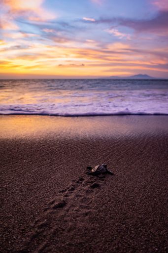 A vertical shot of a turtle laying in the sandy shore of the ocean and the sunset in the background