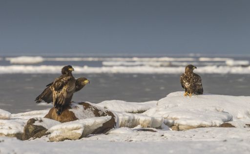 A group of young White-tailed Eagles sitting on ice banks and rock on snowy and freezing winter