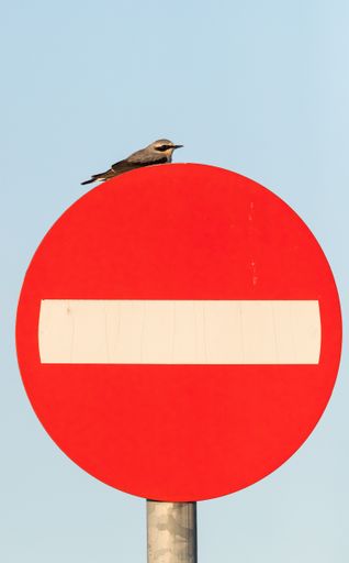 A vertical closeup shot of the male Northern Weather, sitting partly hidden on top of the big stop-sign