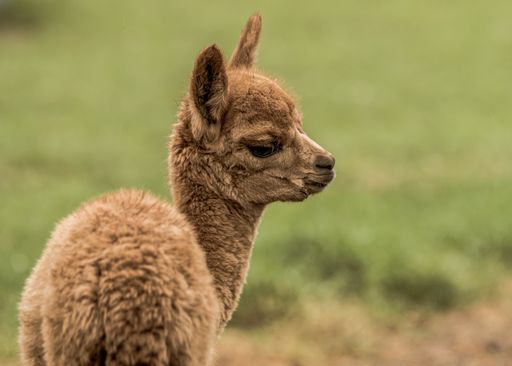 A closeup shot of a brown llama in the field