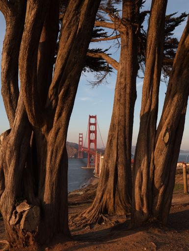 A vertical shot of the Golden Gate Bridge through cypress trees during the sunset