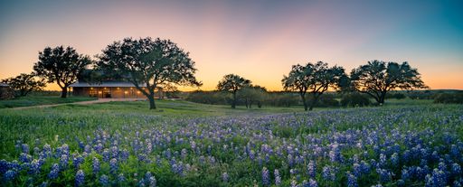 A panorama of a beautiful green field with bluebonnets flowers at soft sunset