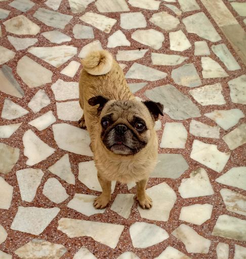A close-up shot of a pug dog staring right at the camera