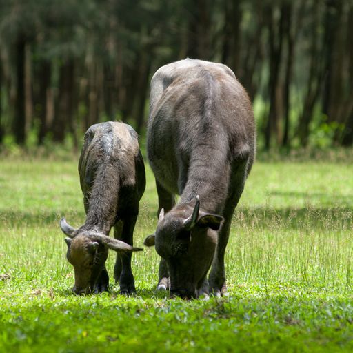 A close-up shot of mother cow and baby grazing on a field