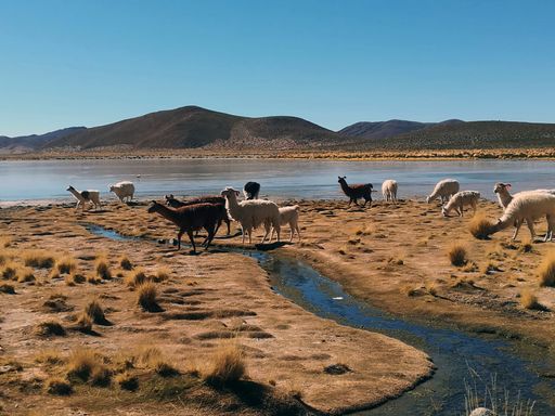 A group of llamas and alpacas in the Bolivian highlands