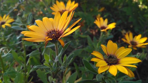 A selective focus shot of Dimorphotheca flowers