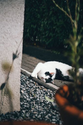 A vertical shot of a black and white Anatolian cat lying outdoors on the paving stones with trees blurred in the background