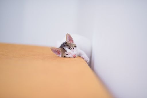 A closeup shot of an adorable cat on blurred background