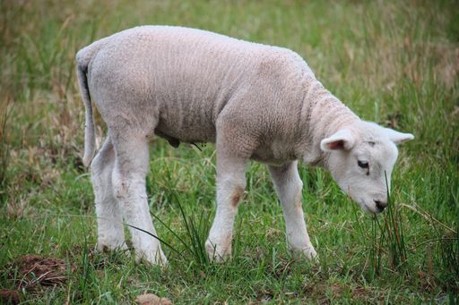 A cute small white lamb running on the grass