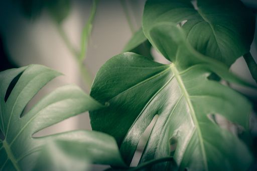 Monstera leaves macro. Monstera leaves details. Green leaf tropical palm natural.