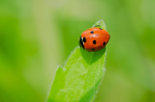 A closeup shot of a small ladybug perched on a green leaf in sunny weather on a blurred background