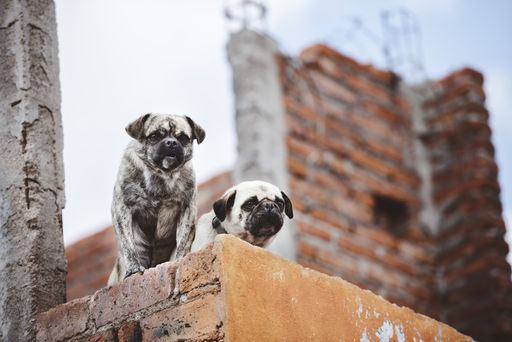 A low angle closeup shot of two cute pugs on the wall while looking down with a blurred background