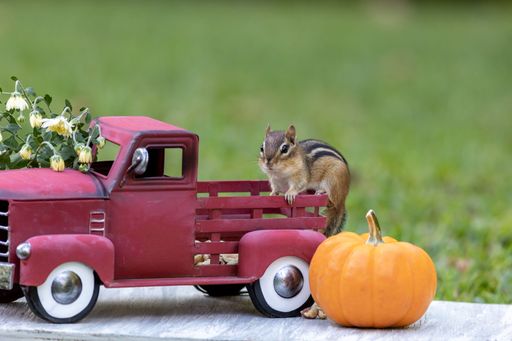 A Siberian chipmunk (Eutamias sibiricus) standing in a red truck next to a pumpkin in the park