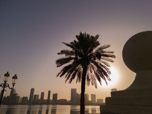 A silhouette of a palm tree with a beautiful cityscape in the background during a sunset