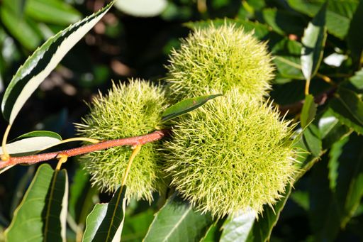 Sweet Chestnut husks and leaves growing on chestnut tree. Castanea sativa