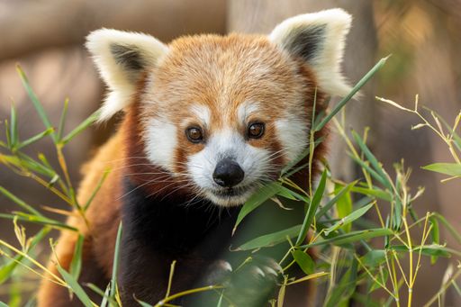 A closeup shot of an adorable red panda (Ailurus fulgens) staring at the camera