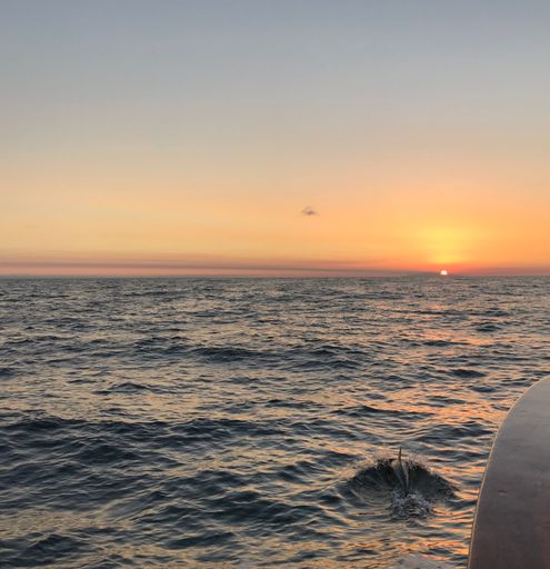 An orange sunset over a clear ocean with a dolphin swimming