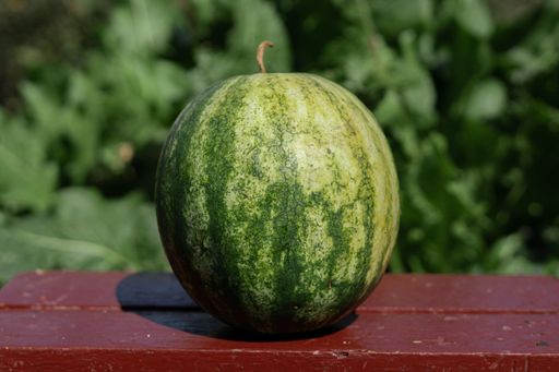 A selective focus shot of a watermelon on a wooden bench