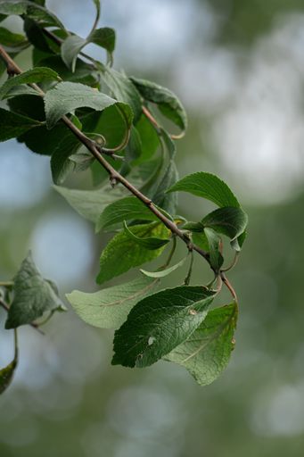 A selective focus shot of a tree branch with green leaves