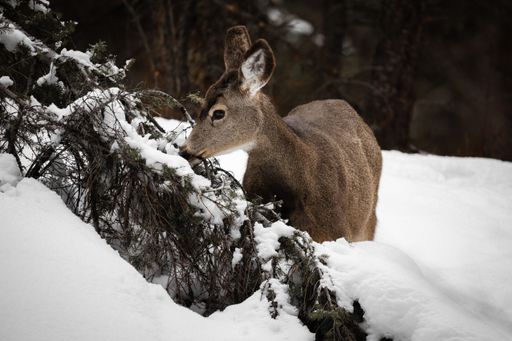 A closeup shot of a deer standing in the snowy winter forest