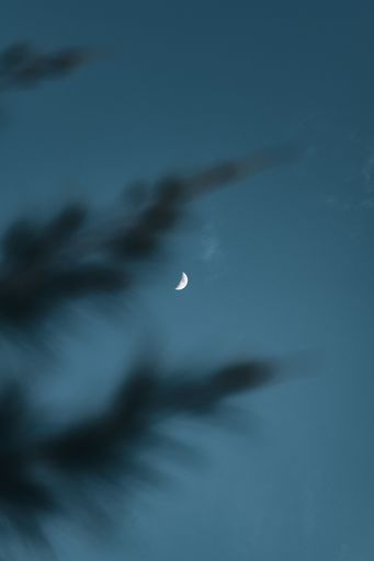 A vertical of a half moon on the dark sky through leaves' silhouettes