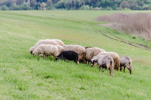 A flock of sheep grazing in the field in autumn. in front of the forest.