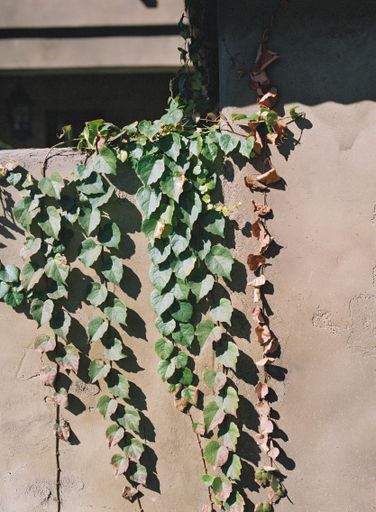 A vertical shot of coloful Treebine plants lying on sunny brown wall
