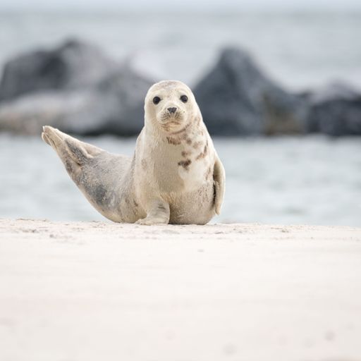 Closeup of harbor seal (Phoca vitulina) lying on sandy shore on blurry sea background in Helgoland, Germany