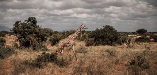 A giraffe walking on the wildness grass of Mombasa under cloudy sky