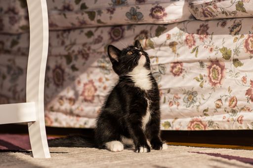 An adorable black and white kitty sitting on a carpet and looking up.