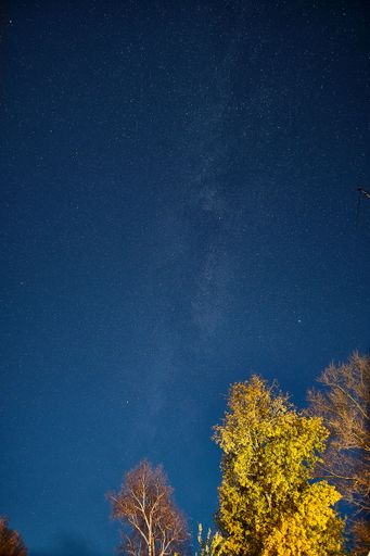 A vertical shot of trees under the starry sky