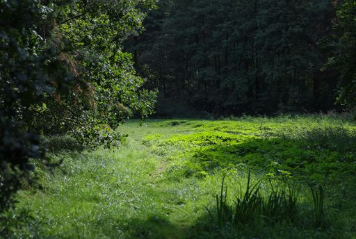 A beautiful shot of a bright green clearing in a sunny forest