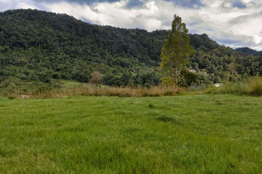 A photo of a grazing field with a tall tree and a mountain as the background, under good weather and slight clouds.