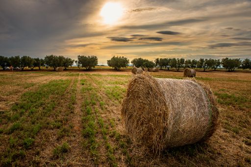 A beautiful shot of a round hay bale on a field on a sunny day
