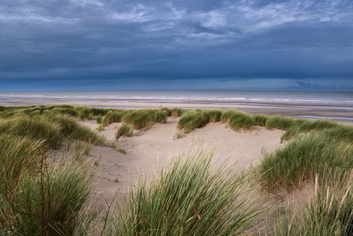 A beautiful shot of grass growing in the sand on a beach under a blue sky
