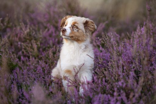 An Australian Shepherd puppy resting in a lavender field on the blurred background