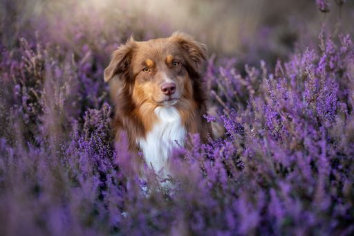 A Border Collie dog resting in a lavender field on the blurred background