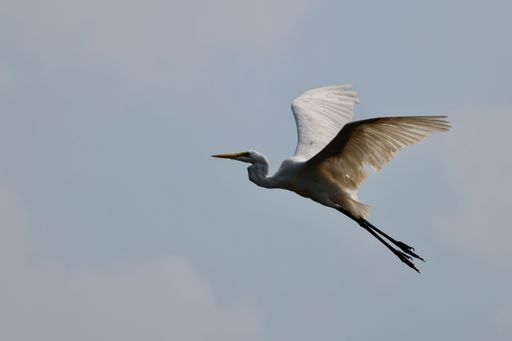 A beautiful Great egret (Ardea alba) flying against the clear blue sky during the daytime