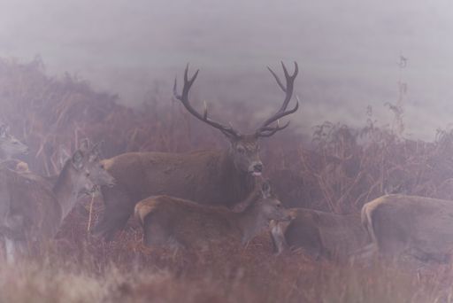 The fallow deer stags in the nature on a foggy day