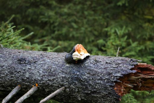 A closeup shot of a cut-down tree with blurred background