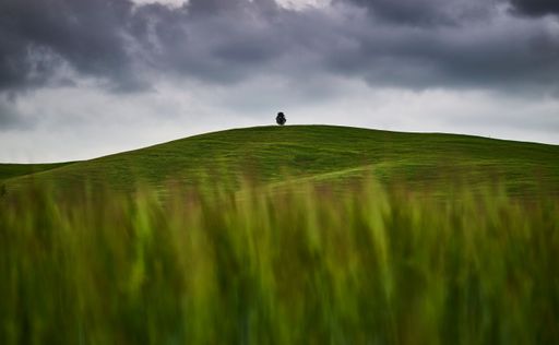 A single tree on the top of beautiful yellow and green hill under dark cloudy sky