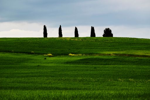 The few trees on the top of beautiful yellow and green hill under dark cloudy sky