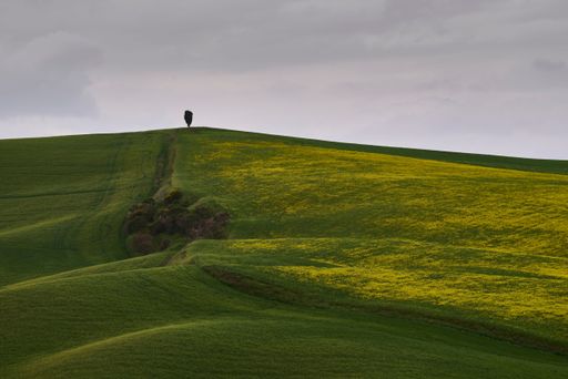 An aerial view of single tree on the top of beautiful yellow and green hill under dark cloudy sky