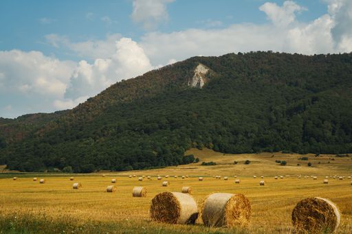 A landscape view of haycocks, fields and cypresses