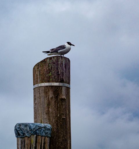 Seagull on the pilling at Hyannis Harbor, Ma Cape Cod