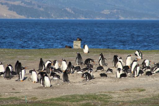 A flock of penguins on the seashore during a sunny day