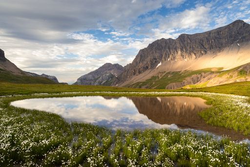 Reflection of a mountain range in a small mountain pond surrounded by cottongrass at sunset at the Sanetsch Pass in Valais, Switzerland